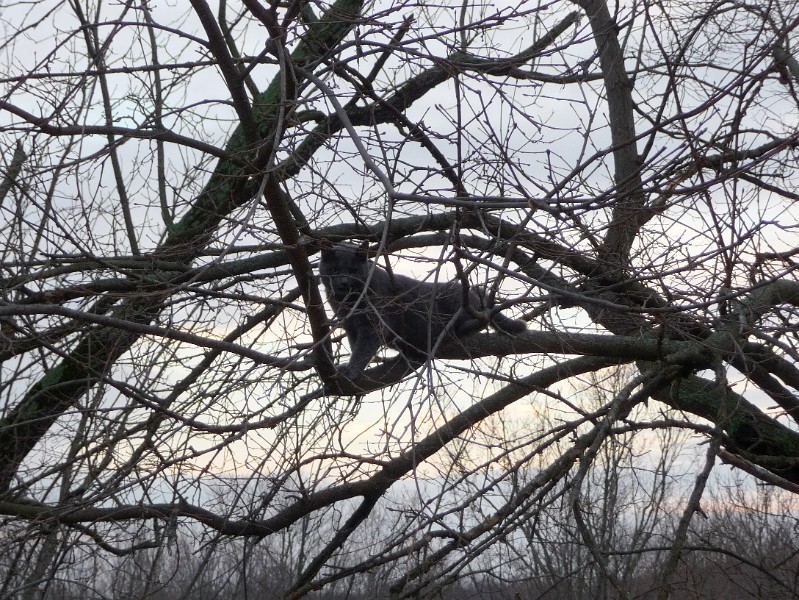 Samus in a tree 1.JPG